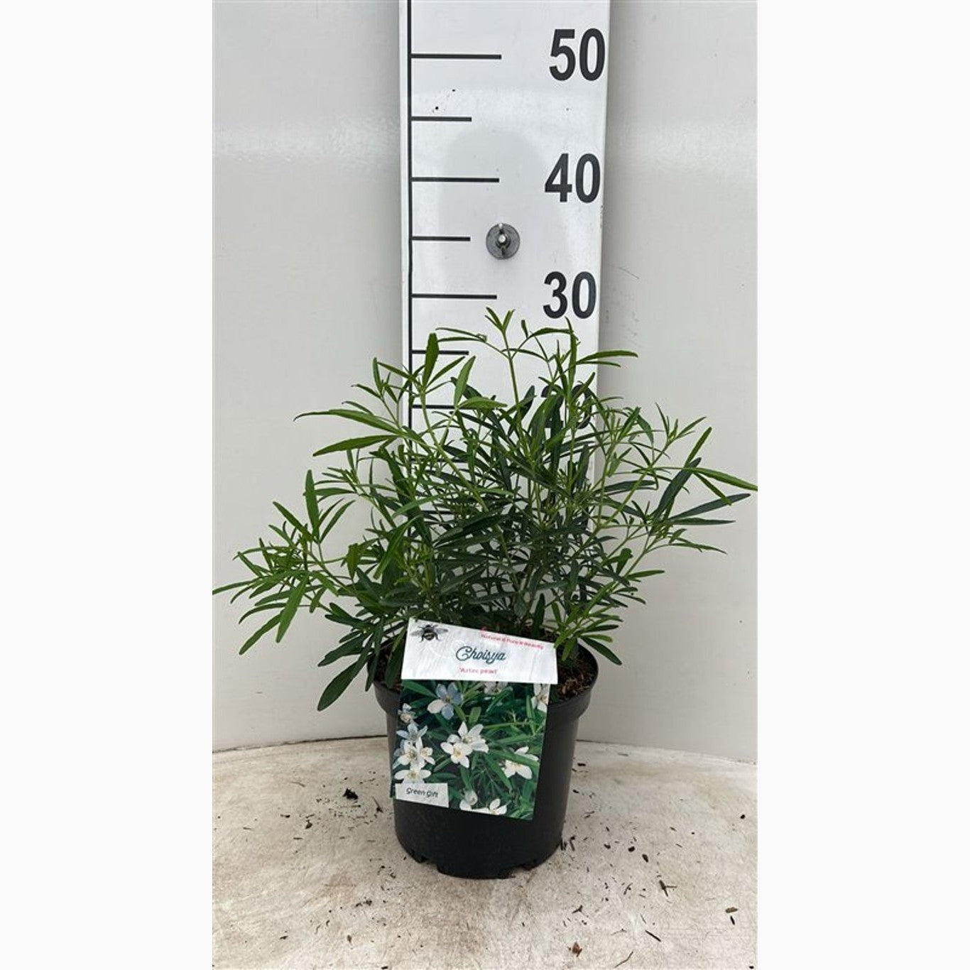 Mexikansk apelsinblomma – Choisya 'Aztec Pearl' - C3 25-30 CM